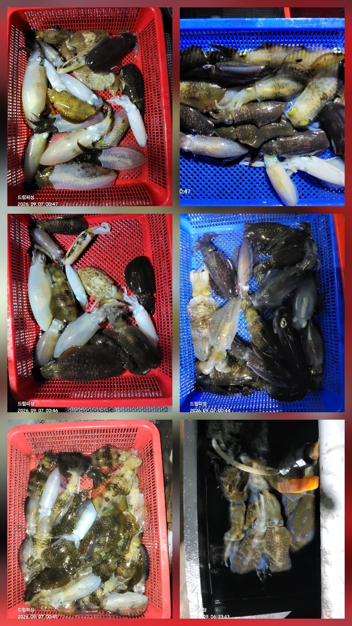 9월 7일 통영 무늬오징어 선상낚시 조황 현장 사진 3
