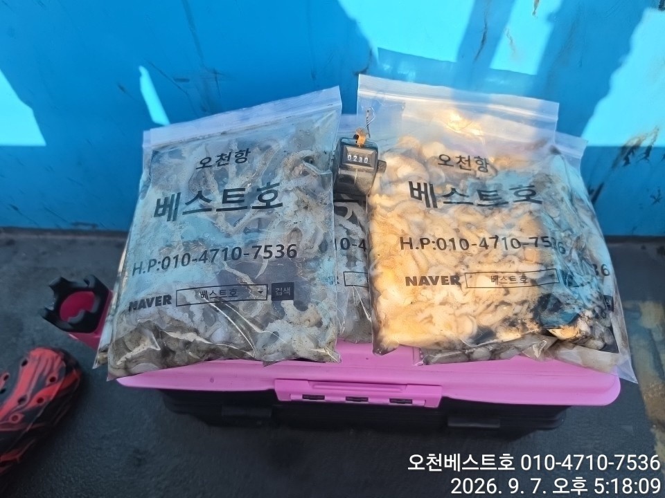 9월 7일 갑오징어 선상낚시 조황 현장 사진 8