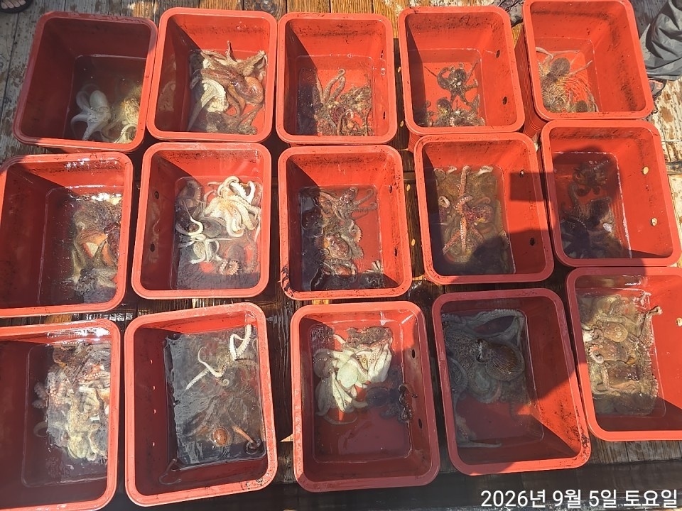 9월 7일 남해 문어 선상낚시 조황 현장 사진 17