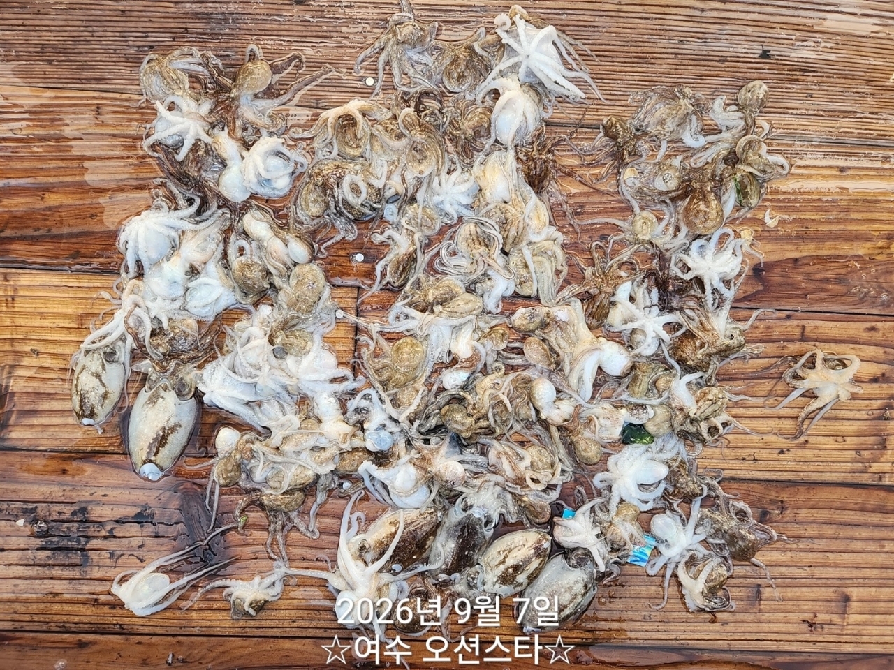 9월 7일 여수 갑오징어 선상낚시 조황 현장 사진 23