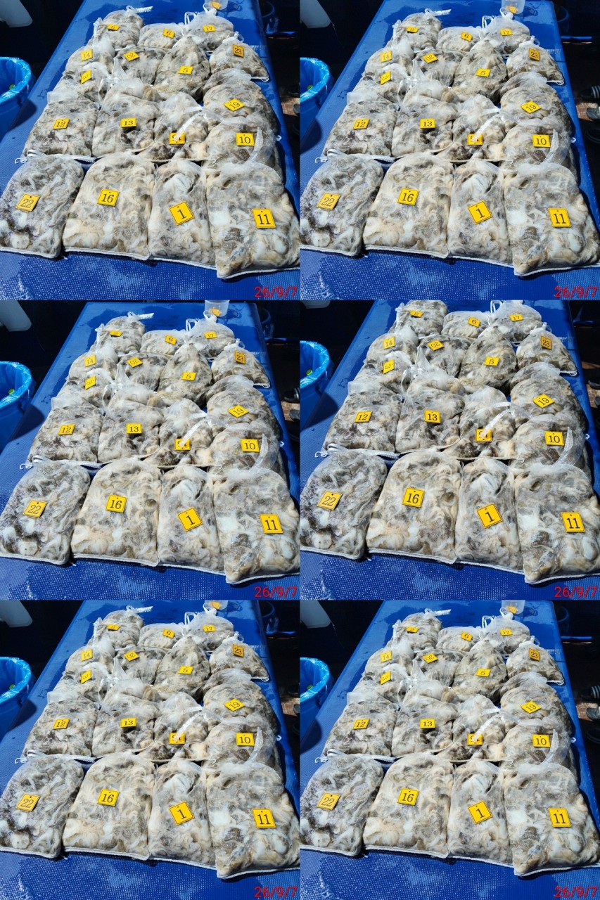 9월 7일 군산 주꾸미 선상낚시 조황 현장 사진 1