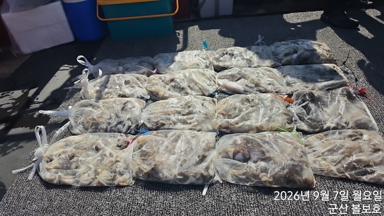 9월 7일 군산 갑오징어 선상낚시 조황 현장 사진 2