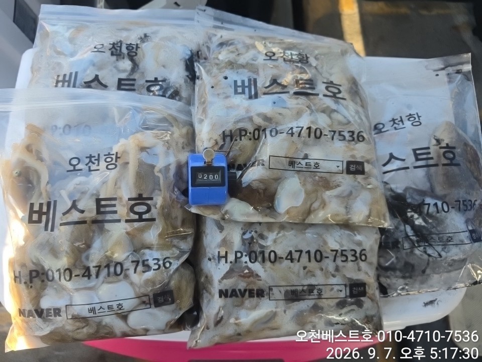 9월 7일 갑오징어 선상낚시 조황 현장 사진 2