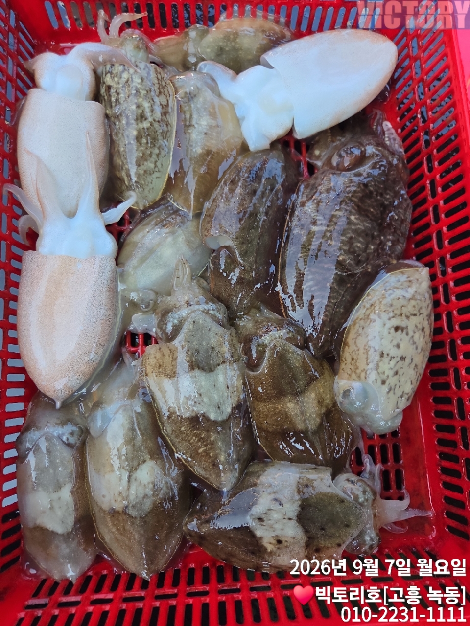 9월 7일 고흥 갑오징어 선상낚시 조황 현장 사진 9