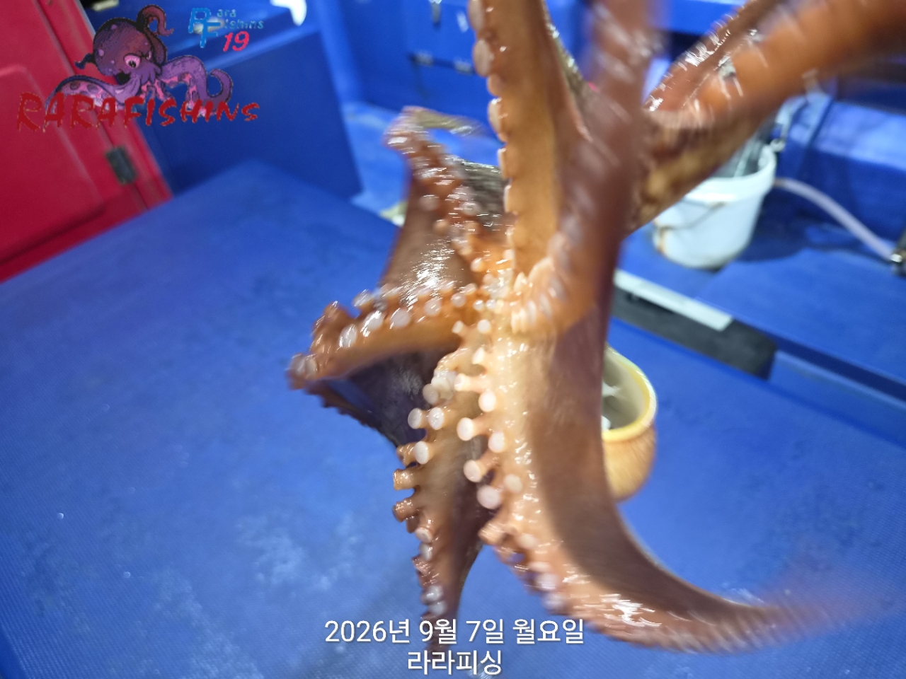 9월 7일 진해 문어 선상낚시 조황 현장 사진 4