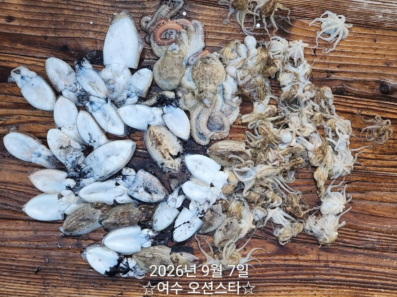 9월 7일 여수 갑오징어 선상낚시 조황 현장 사진 24