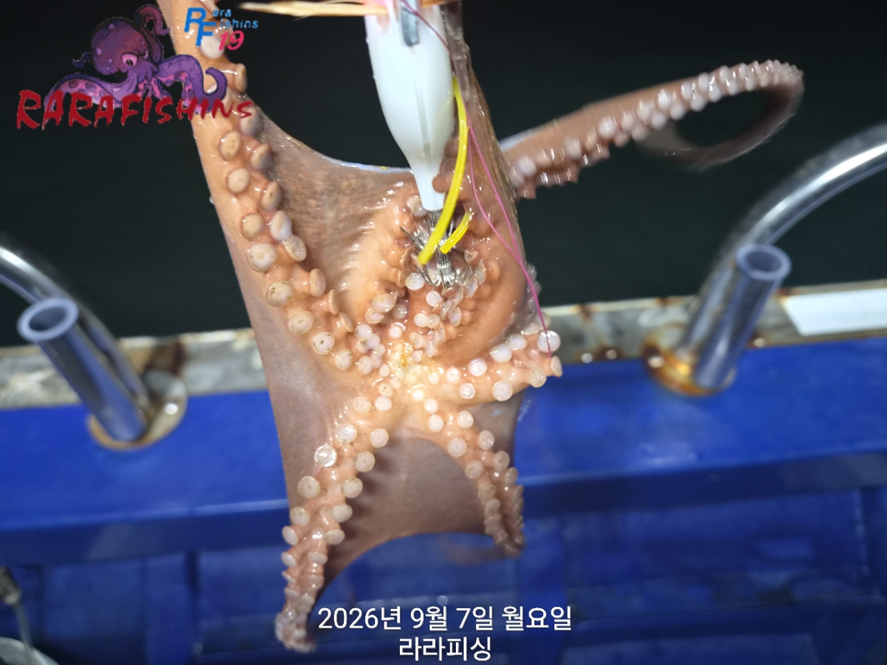 9월 7일 진해 문어 선상낚시 조황 현장 사진 5