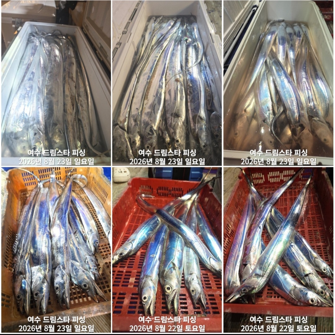 9월 7일 여수 문어 선상낚시 조황 현장 사진 10