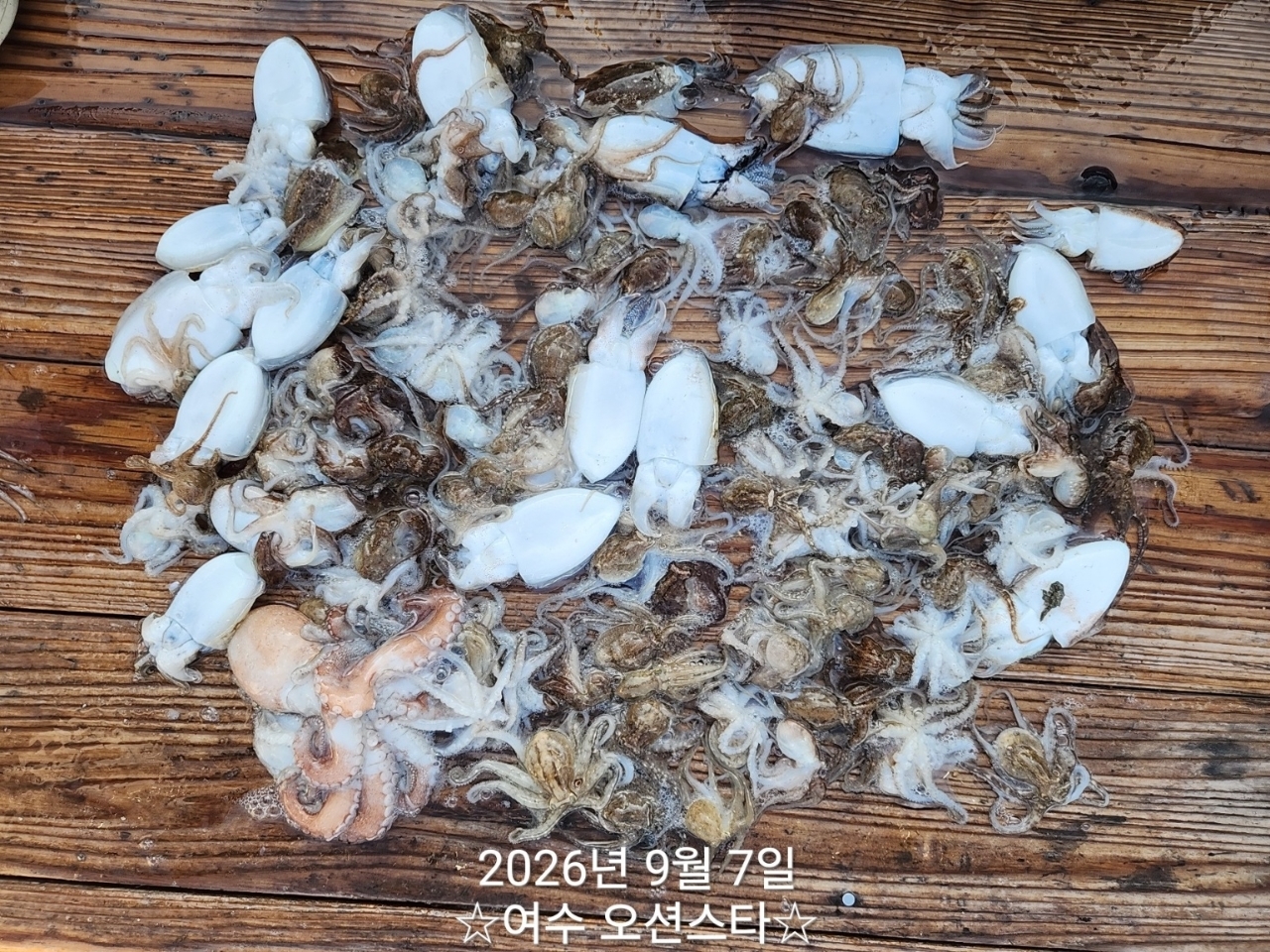 9월 7일 여수 갑오징어 선상낚시 조황 현장 사진 25