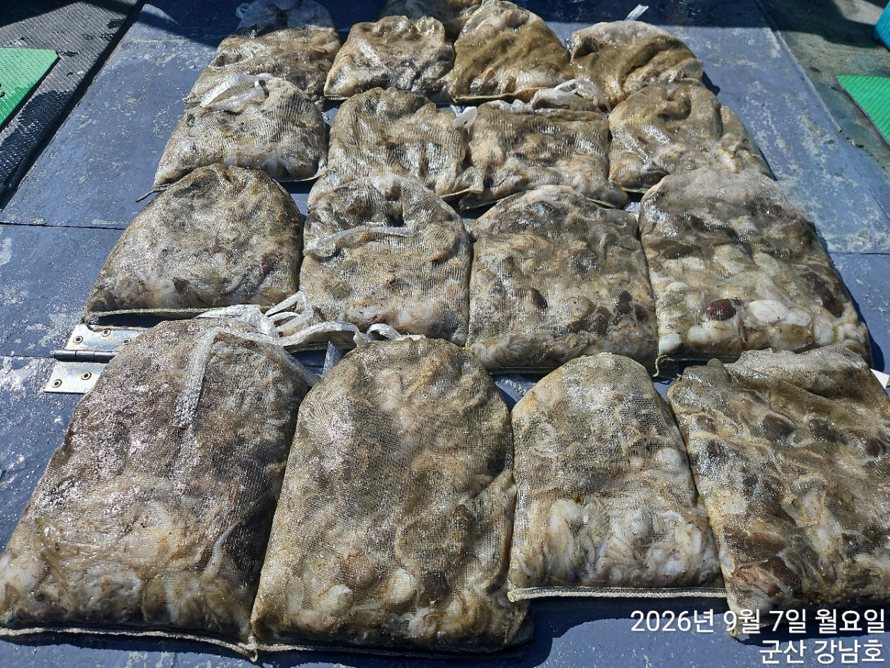 9월 7일 군산 주꾸미 선상낚시 조황 현장 사진 11