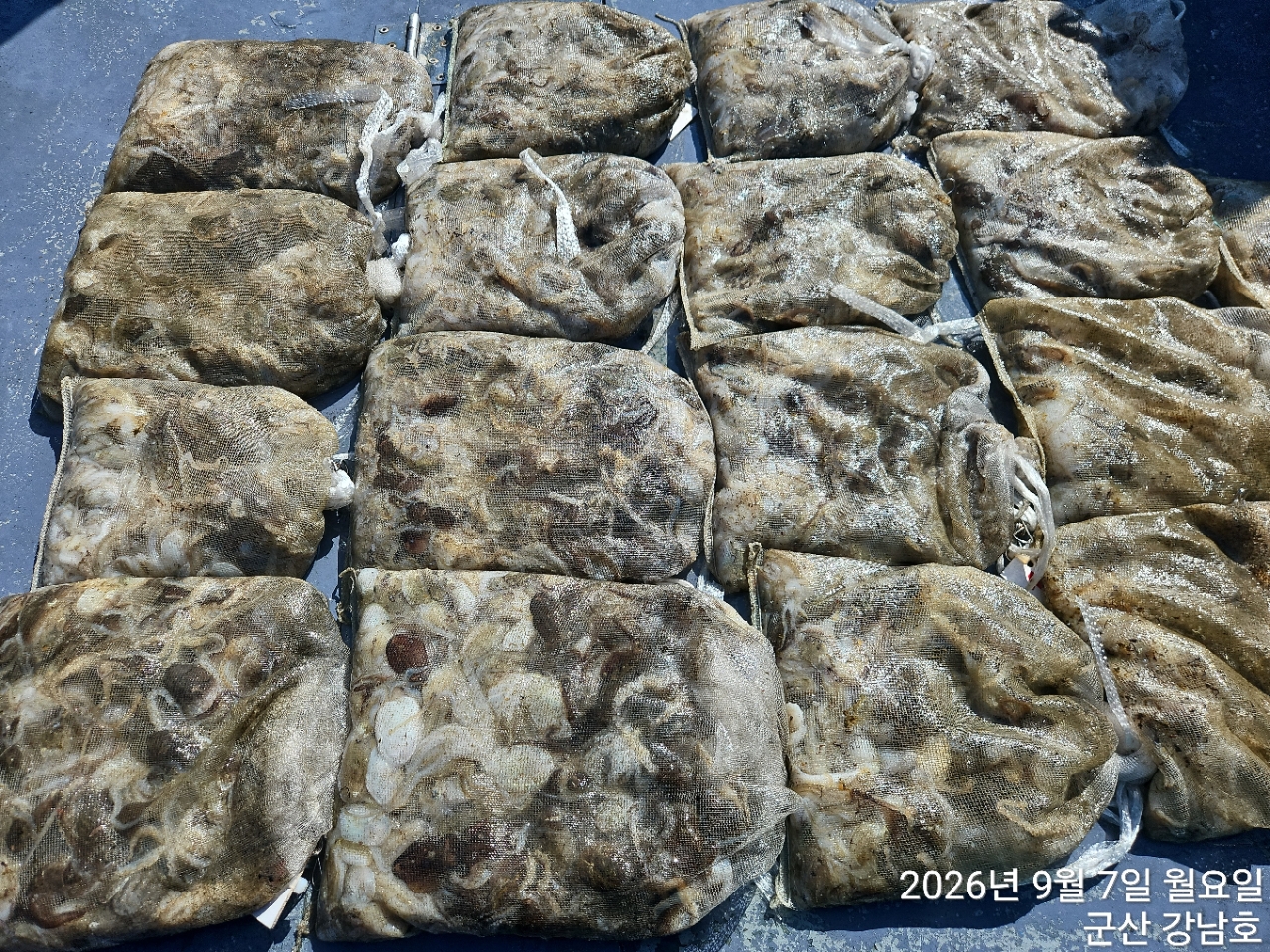 9월 7일 군산 주꾸미 선상낚시 조황 현장 사진 1