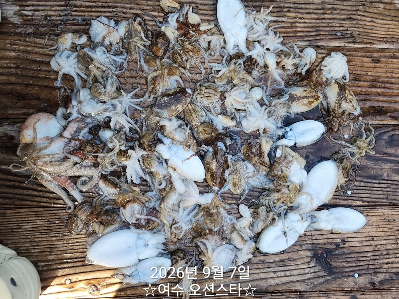 9월 7일 여수 갑오징어 선상낚시 조황 현장 사진 13