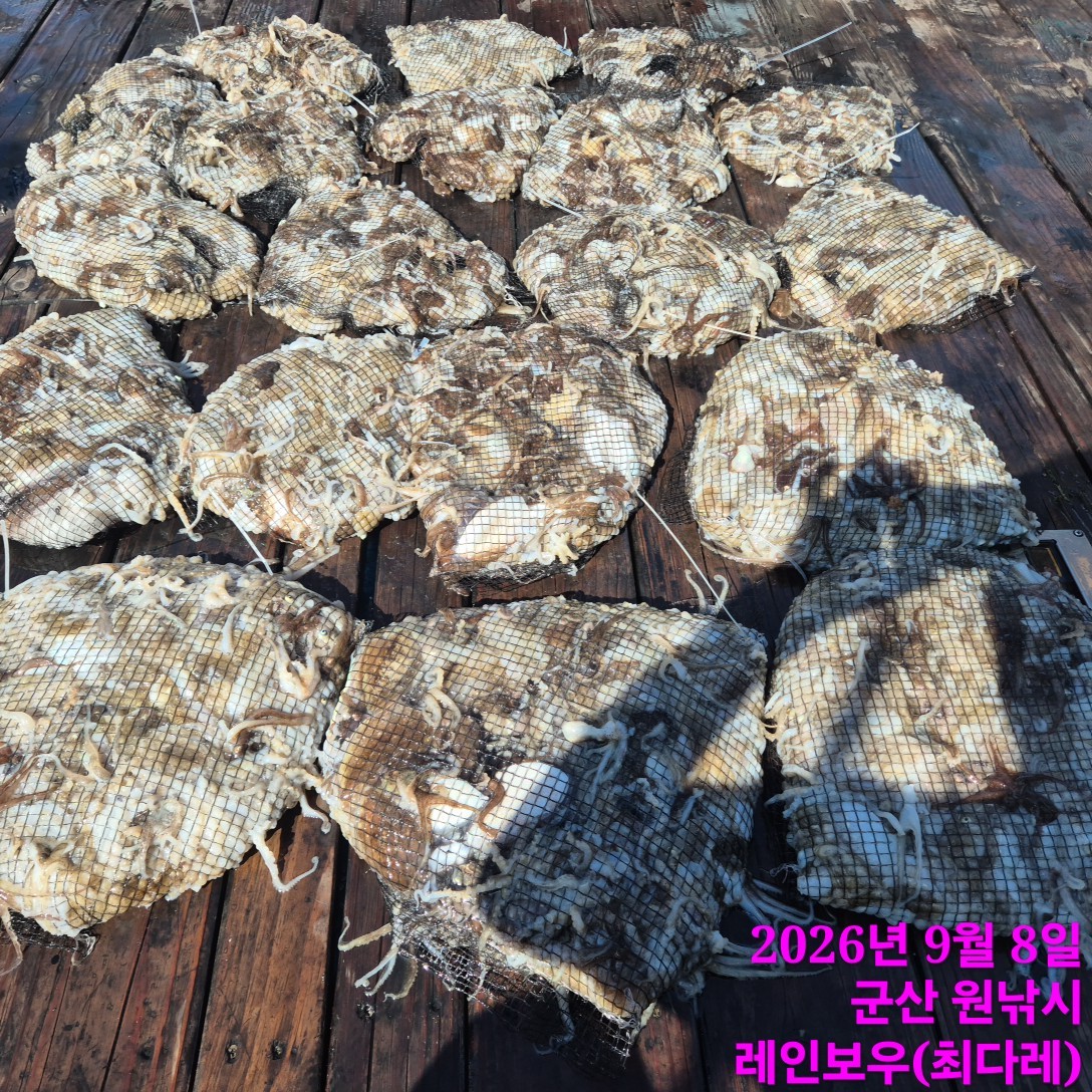 9월 8일 군산 주꾸미 선상낚시 조황 현장 사진 4