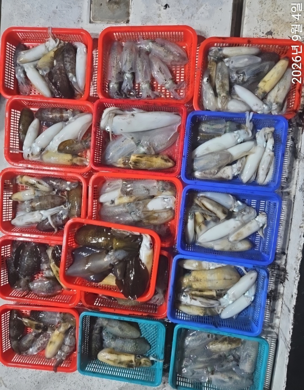 9월 8일 남해 무늬오징어 선상낚시 조황 현장 사진 2