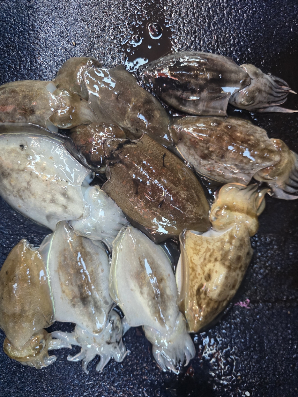 9월 8일 갑오징어 선상낚시 조황 현장 사진 15