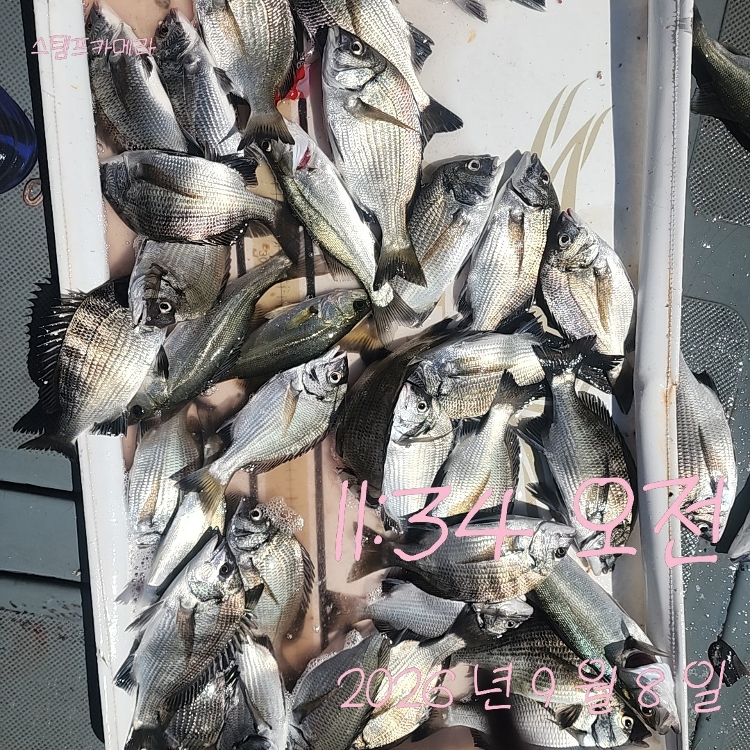 9월 8일 고성 감성돔 선상낚시 조황 현장 사진 2