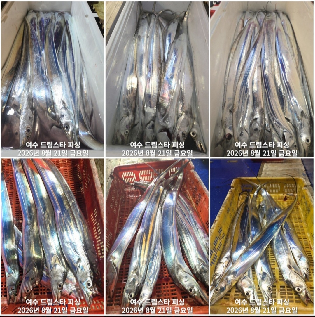 9월 8일 여수 문어 선상낚시 조황 현장 사진 9