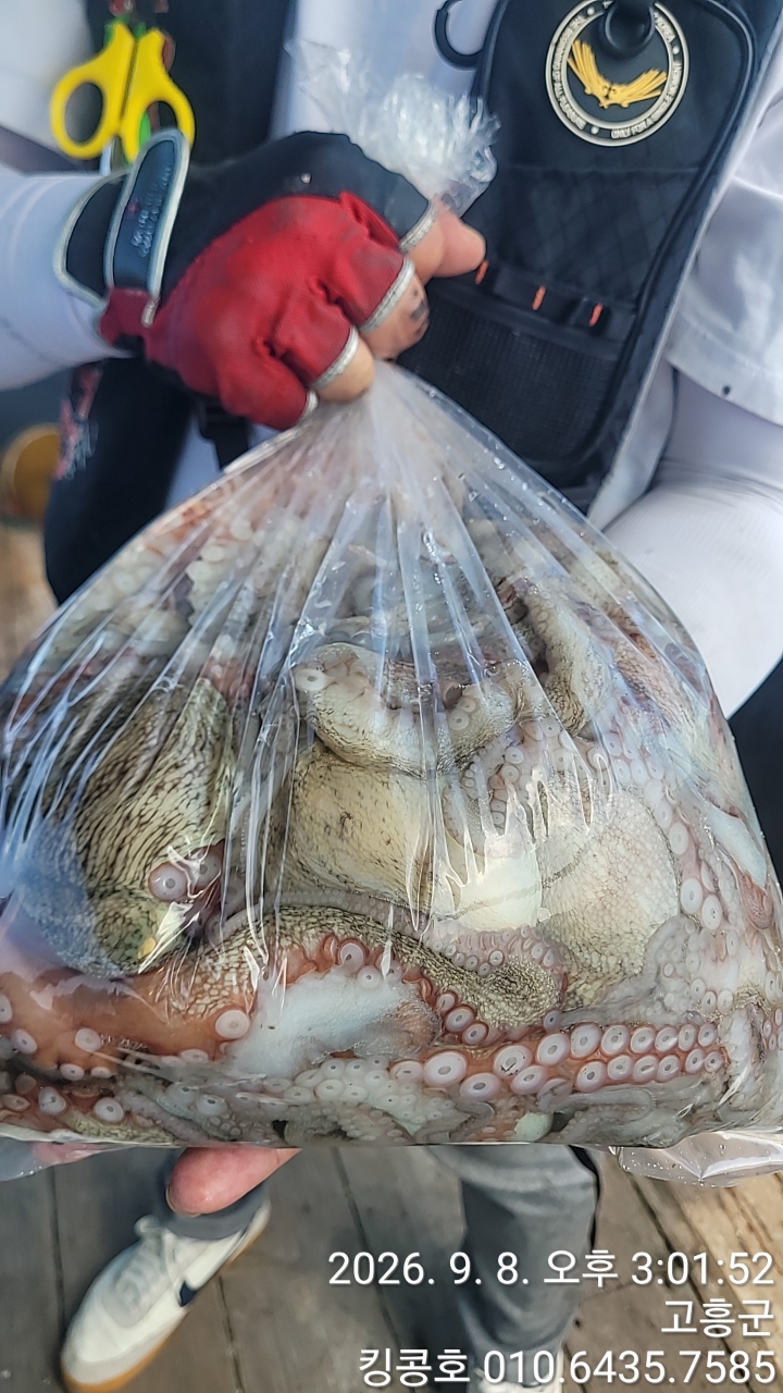 9월 8일 고흥 갑오징어 선상낚시 조황 현장 사진 6