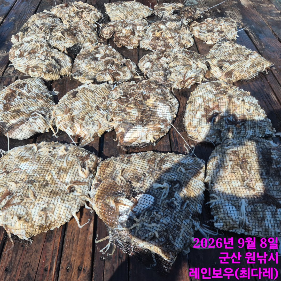 9월 8일 군산 주꾸미 선상낚시 조황 현장 사진 2