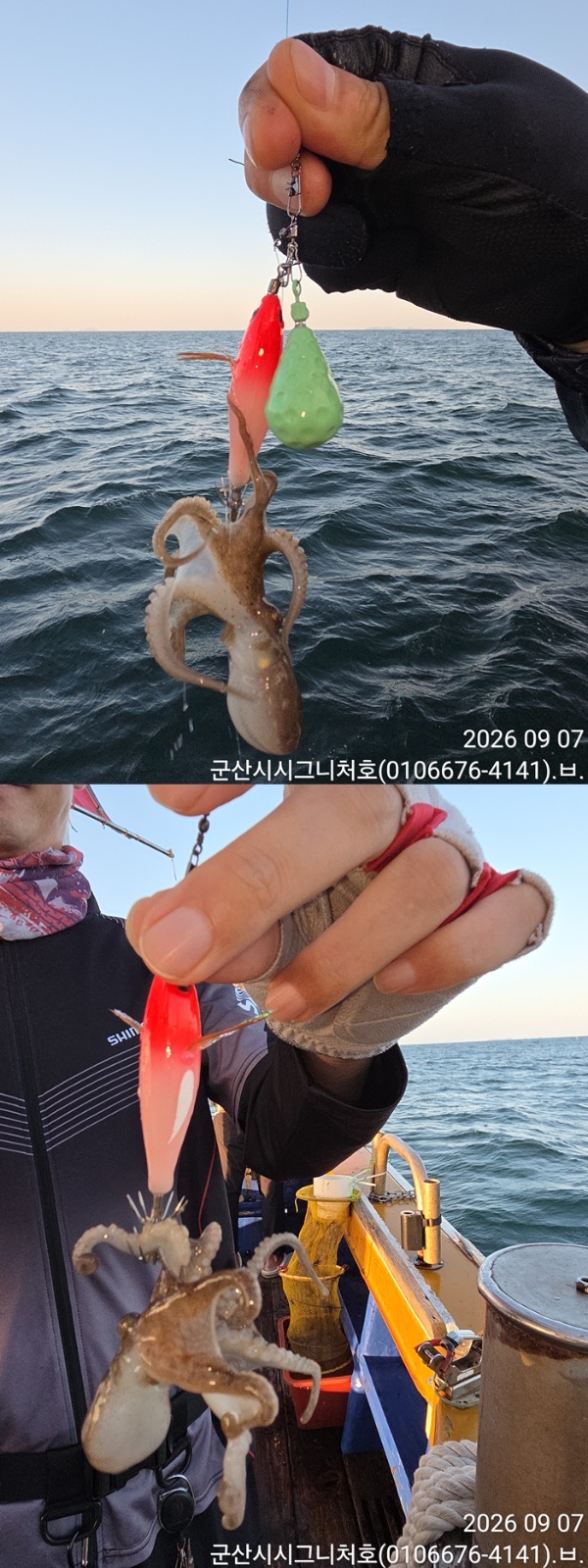 9월 8일 군산 주꾸미 선상낚시 조황 현장 사진 6