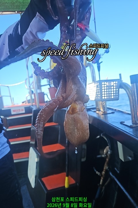 9월 8일 삼천포 문어 선상낚시 조황 현장 사진 4