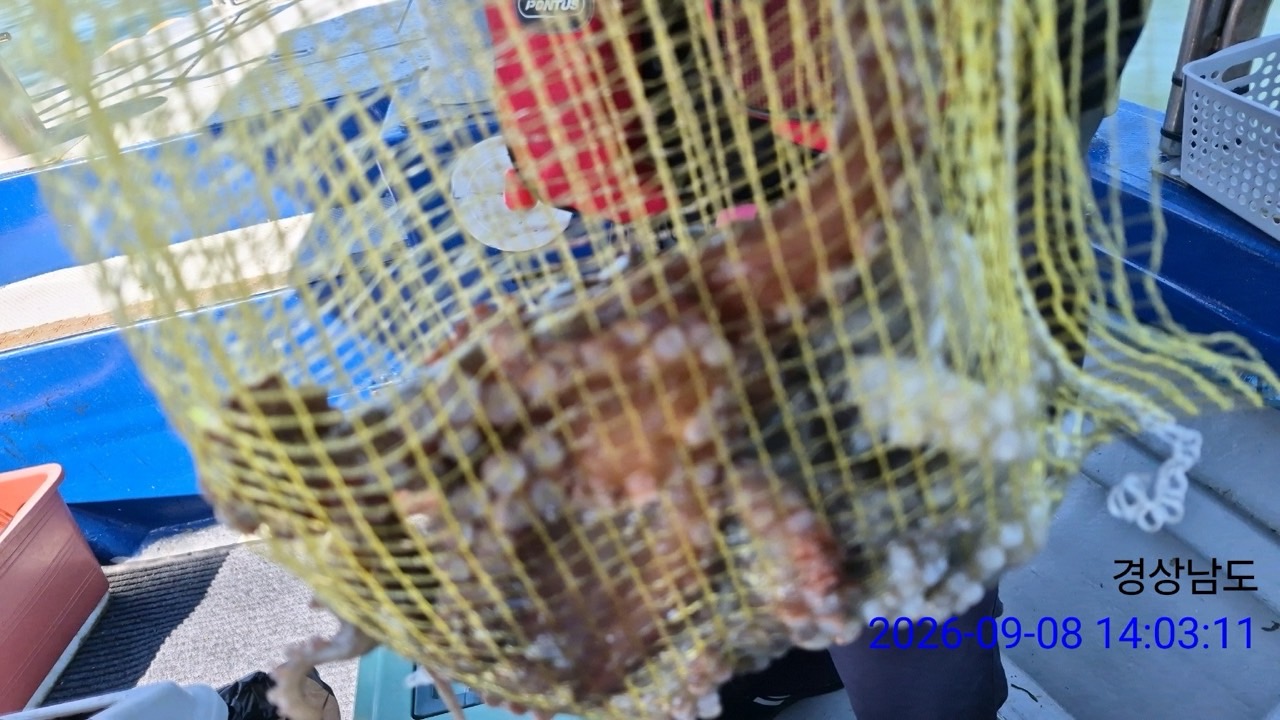 9월 8일 삼천포 문어 선상낚시 조황 현장 사진 3