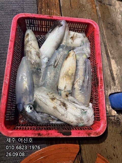 9월 7일 제주 무늬오징어 선상낚시 조황 현장 사진 8