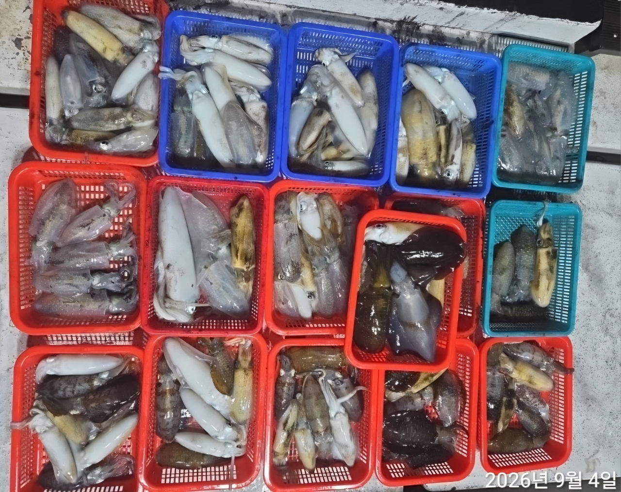 9월 8일 남해 무늬오징어 선상낚시 조황 현장 사진 9