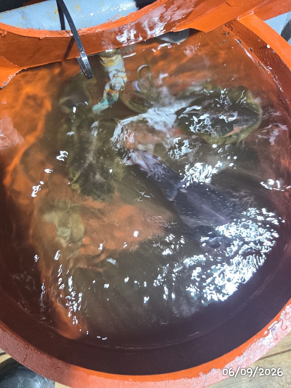 9월 8일 통영 무늬오징어 선상낚시 조황 현장 사진 5