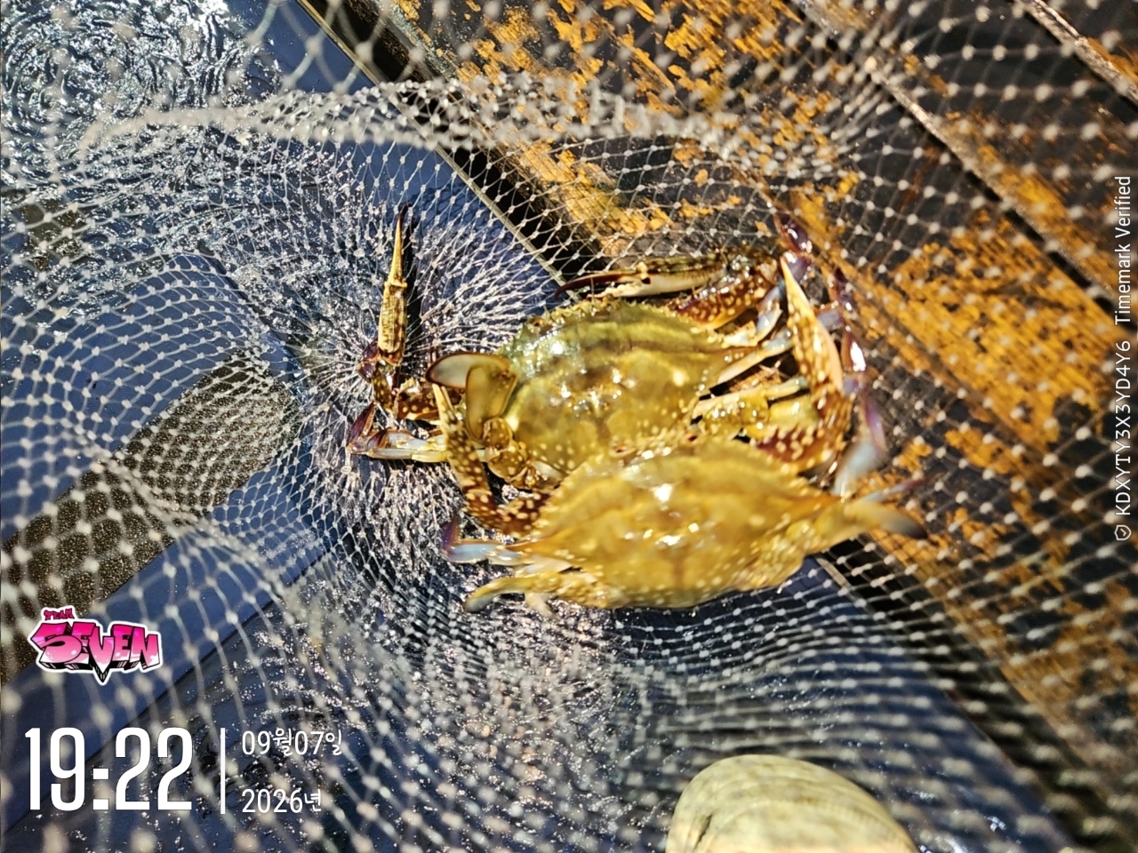 9월 8일 군산 문어 선상낚시 조황 현장 사진 3