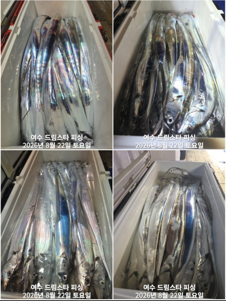 9월 8일 여수 문어 선상낚시 조황 현장 사진 6