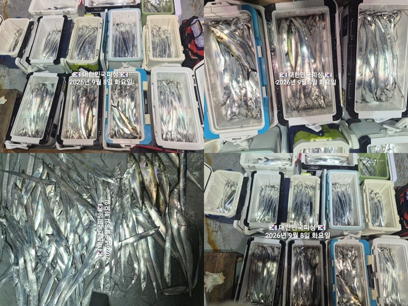 9월 8일 진해 갈치 선상낚시 조황 현장 사진 1