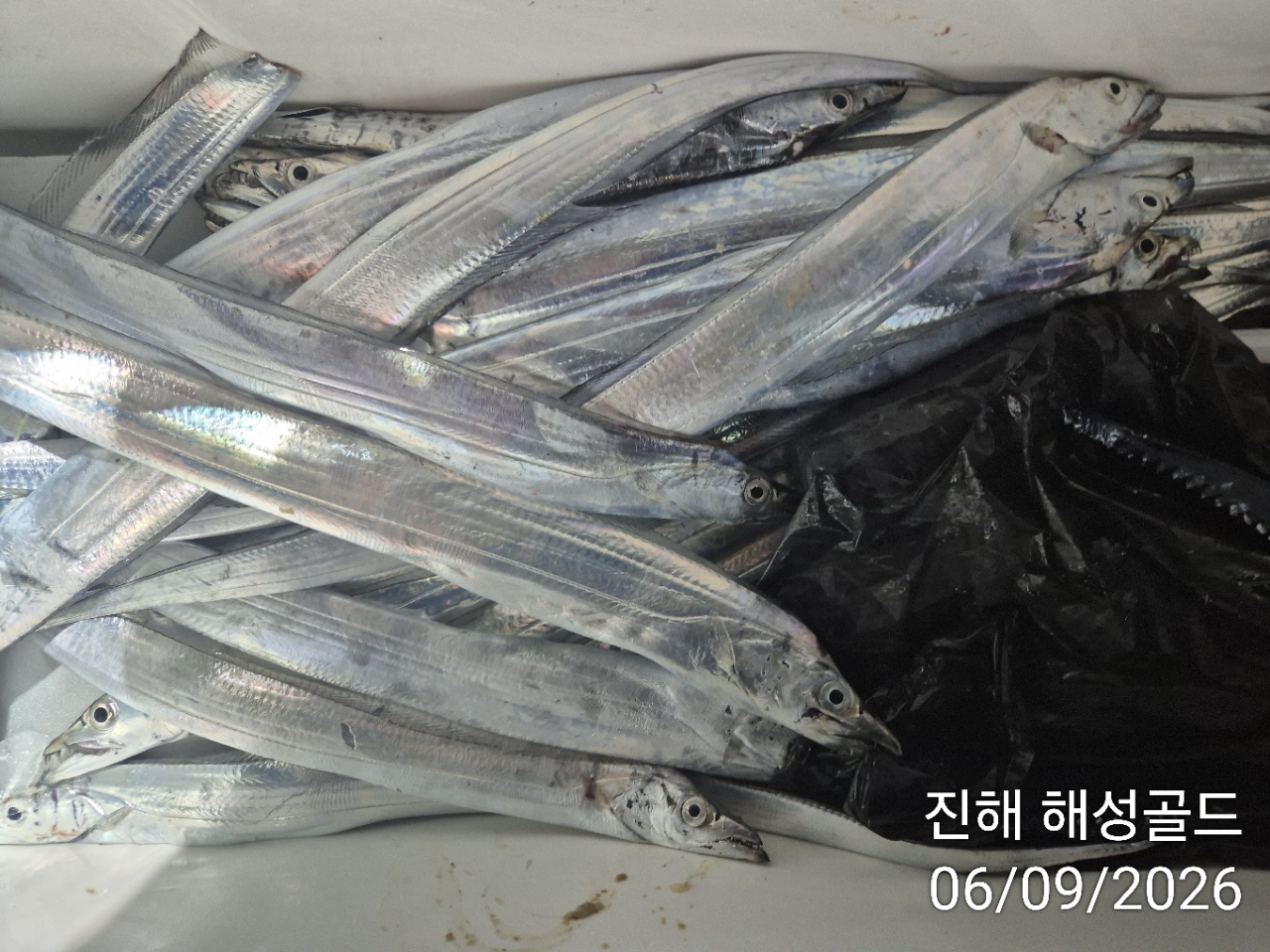 9월 8일 갈치 선상낚시 조황 현장 사진 9