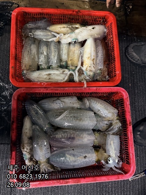 9월 7일 제주 무늬오징어 선상낚시 조황 현장 사진 3