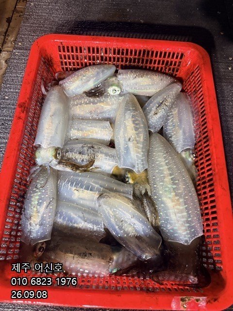 9월 7일 제주 무늬오징어 선상낚시 조황 현장 사진 5