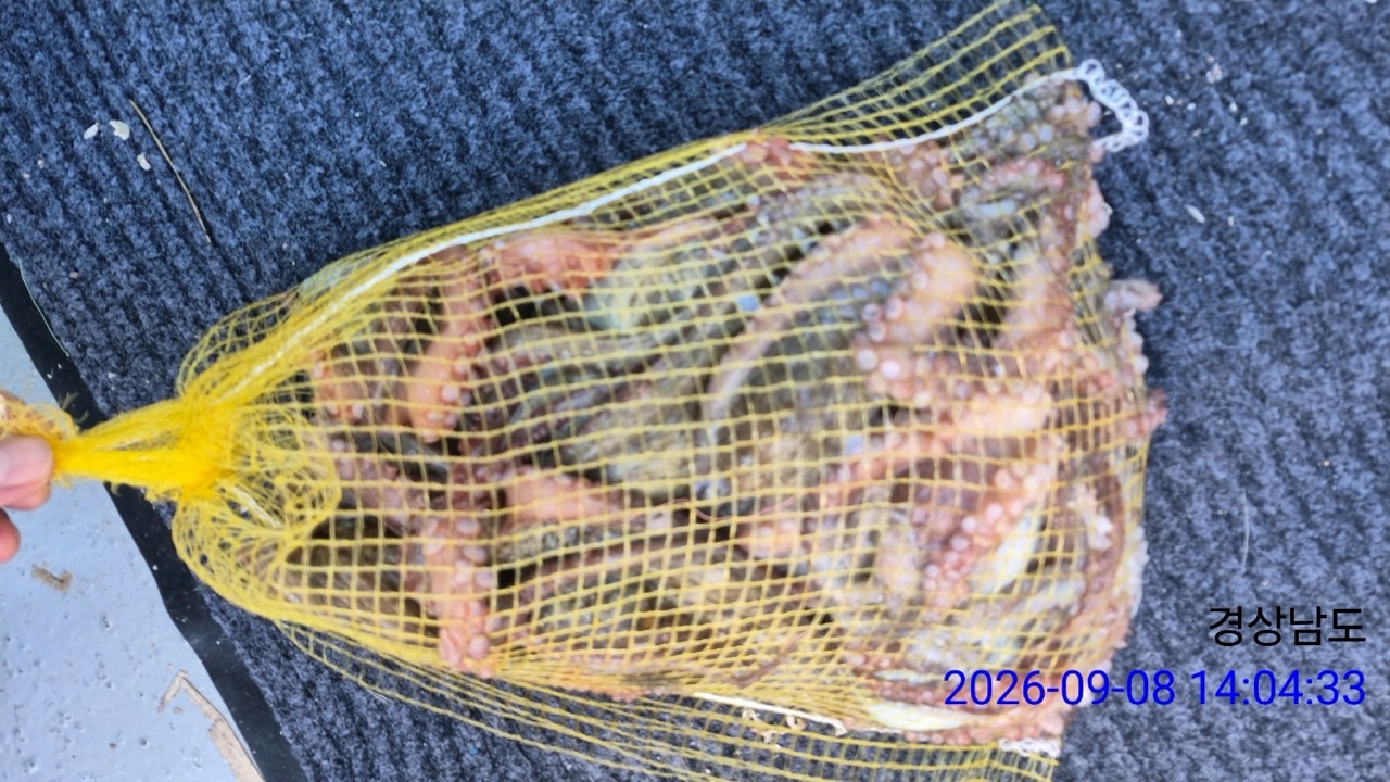 9월 8일 삼천포 문어 선상낚시 조황 현장 사진 2