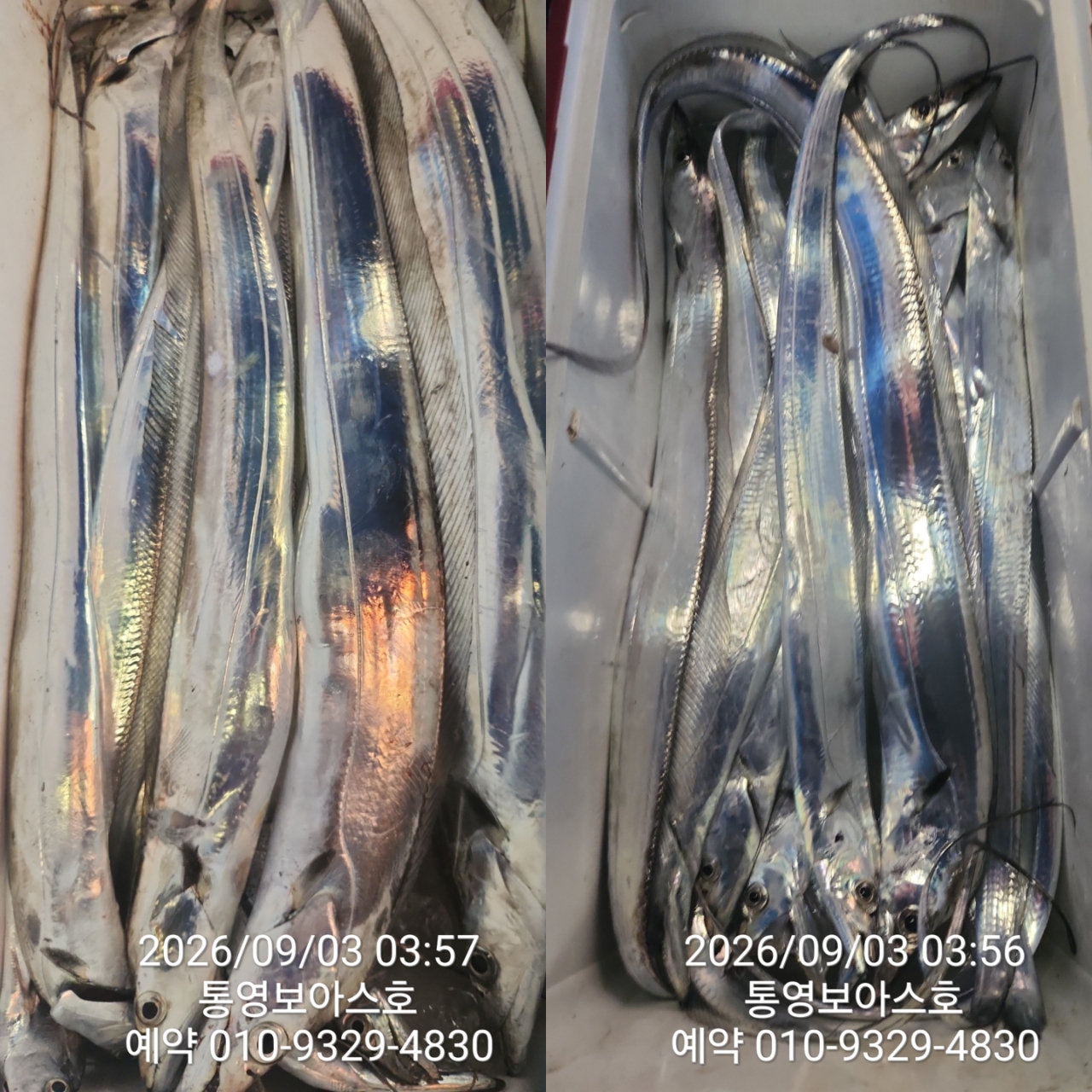 9월 8일 통영 갈치 선상낚시 조황 현장 사진 17