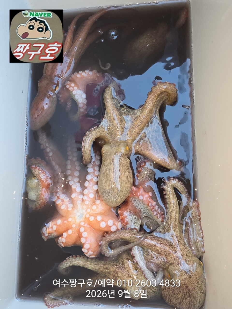 9월 8일 여수 문어 선상낚시 조황 현장 사진 2