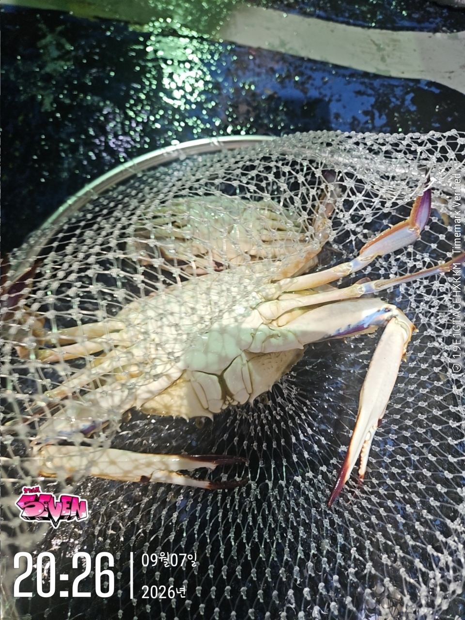 9월 8일 군산 문어 선상낚시 조황 현장 사진 5