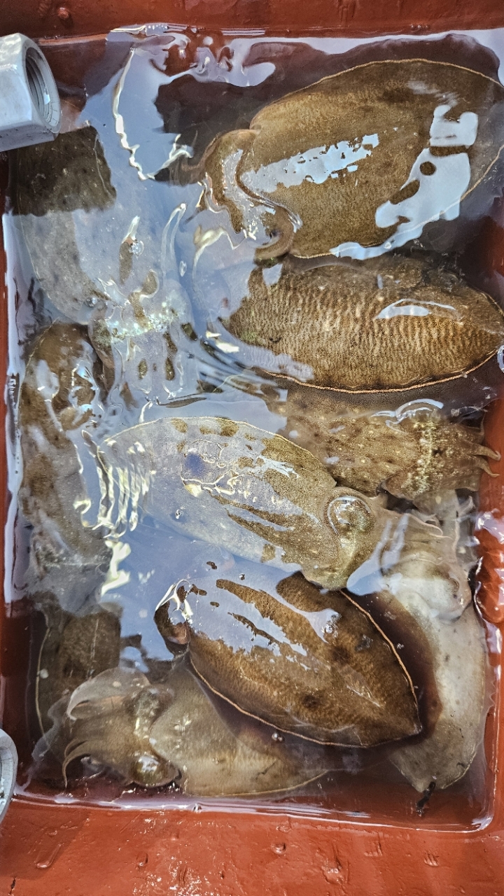 9월 8일 갑오징어 선상낚시 조황 현장 사진 4