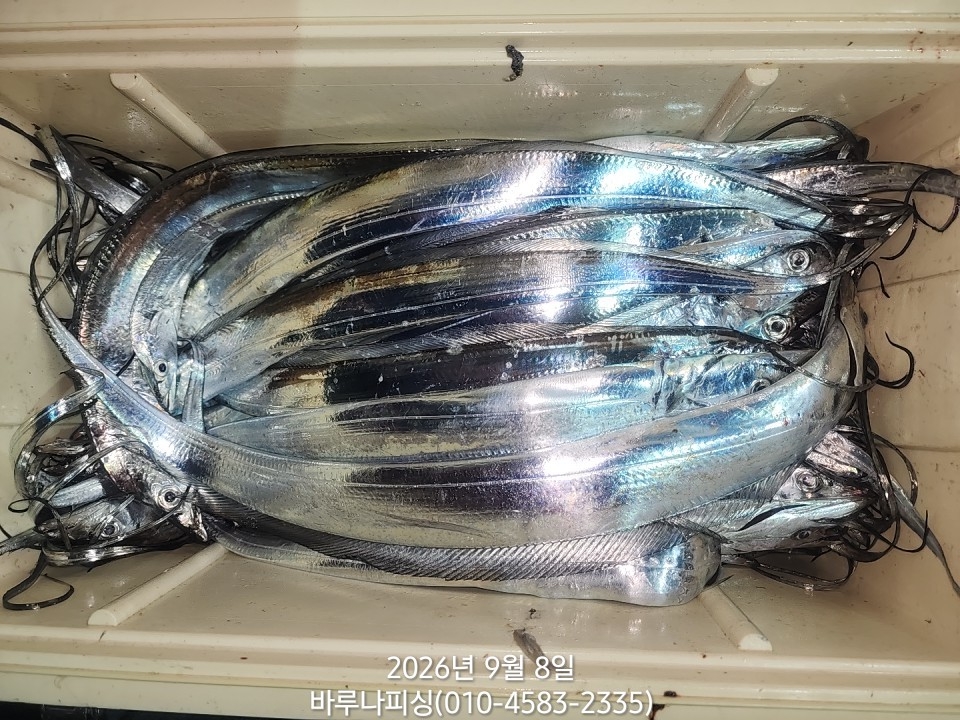 9월 7일 갈치 선상낚시 조황 현장 사진 7