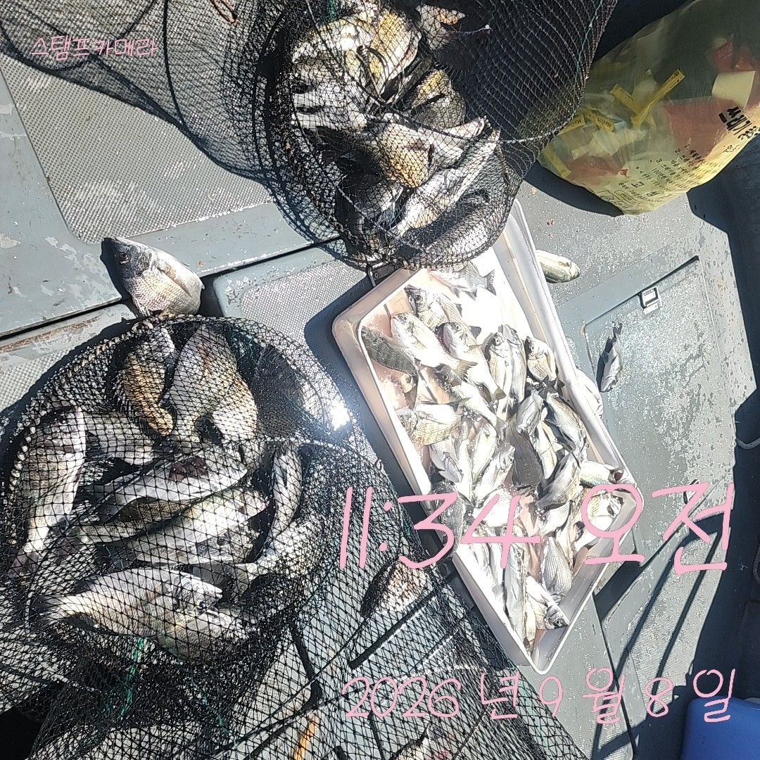 9월 8일 고성 감성돔 선상낚시 조황 현장 사진 1