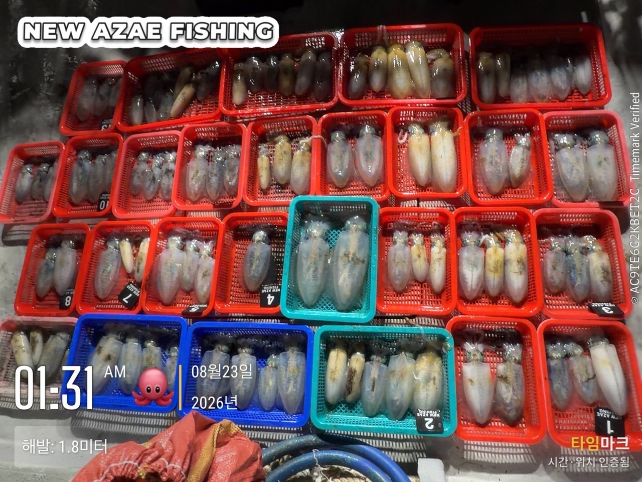 9월 8일 삼천포 무늬오징어 선상낚시 조황 현장 사진 2