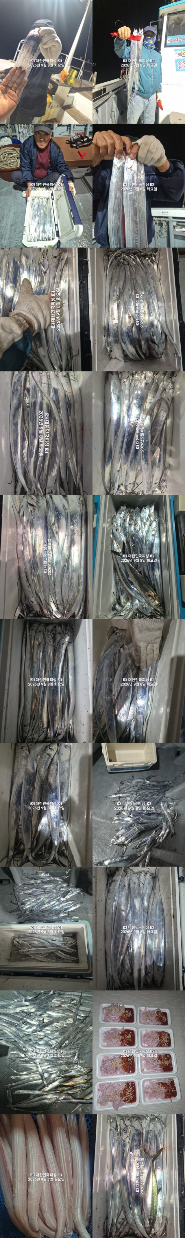 9월 8일 진해 갈치 선상낚시 조황 현장 사진 3