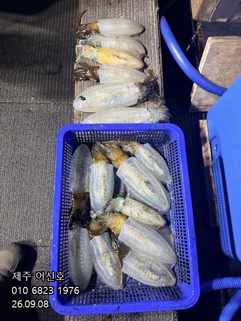 9월 7일 제주 무늬오징어 선상낚시 조황 현장 사진 4