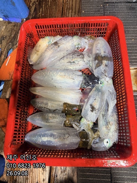 9월 7일 제주 무늬오징어 선상낚시 조황 현장 사진 6