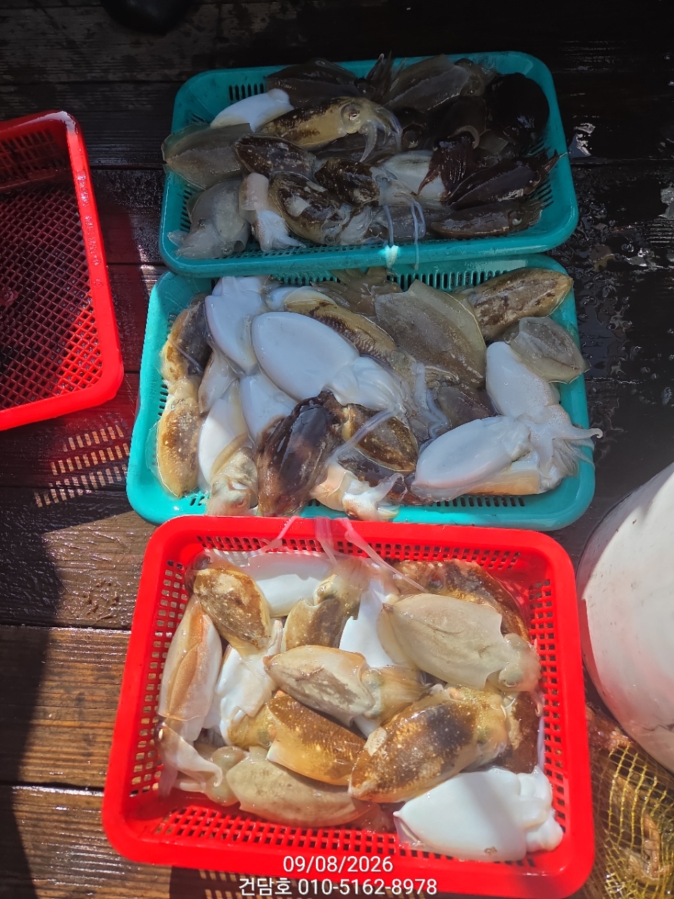 9월 8일 삼천포 갑오징어 선상낚시 조황 현장 사진 10
