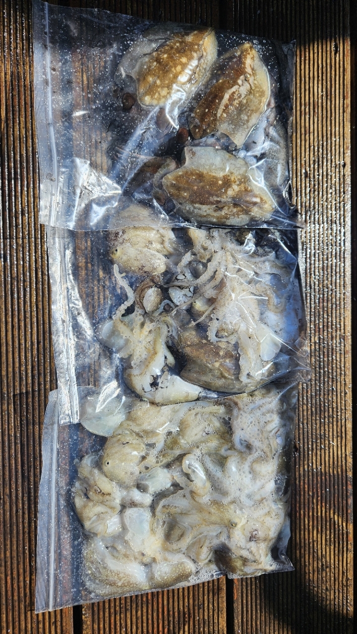 9월 8일 갑오징어 선상낚시 조황 현장 사진 8