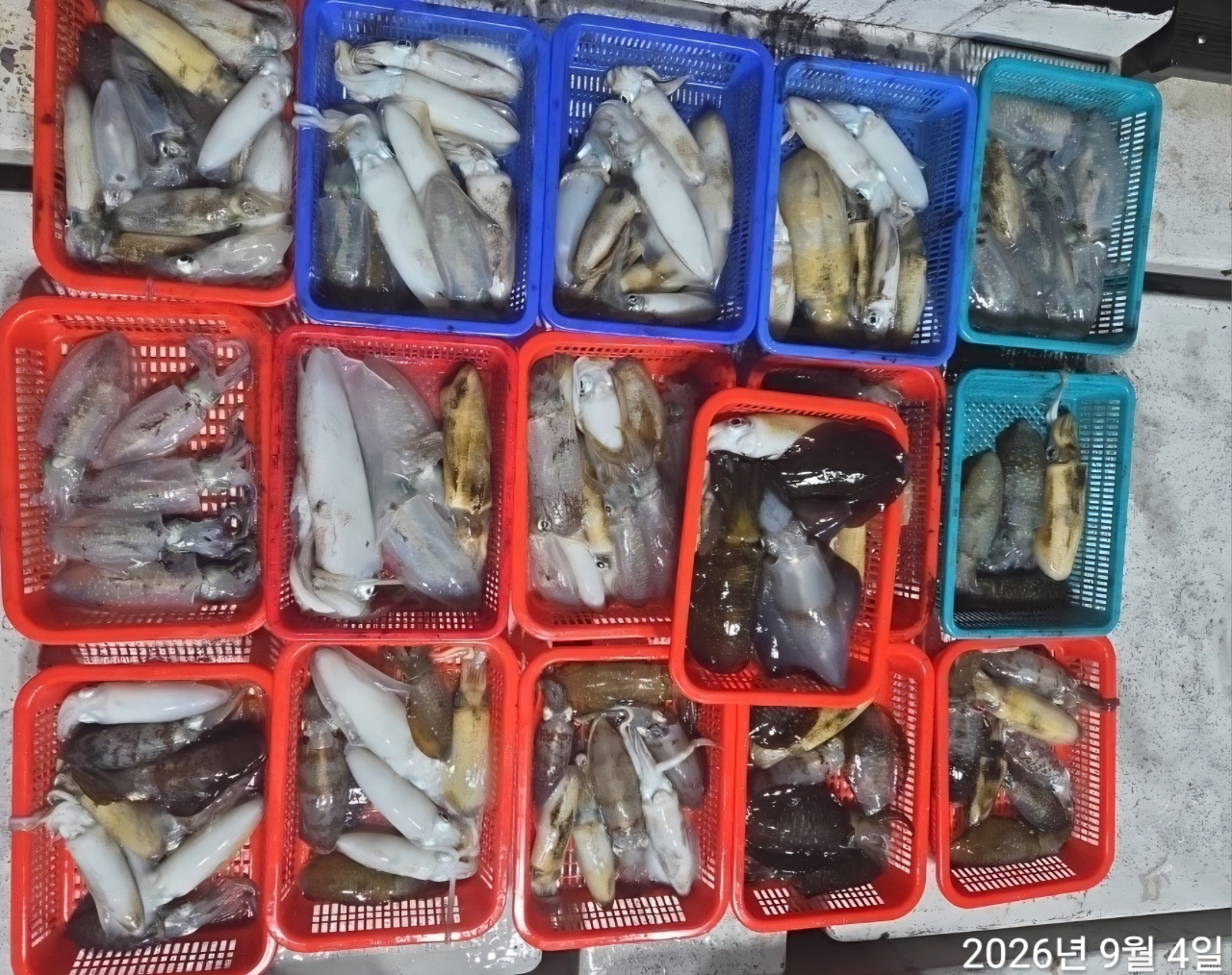 9월 8일 남해 무늬오징어 선상낚시 조황 현장 사진 7