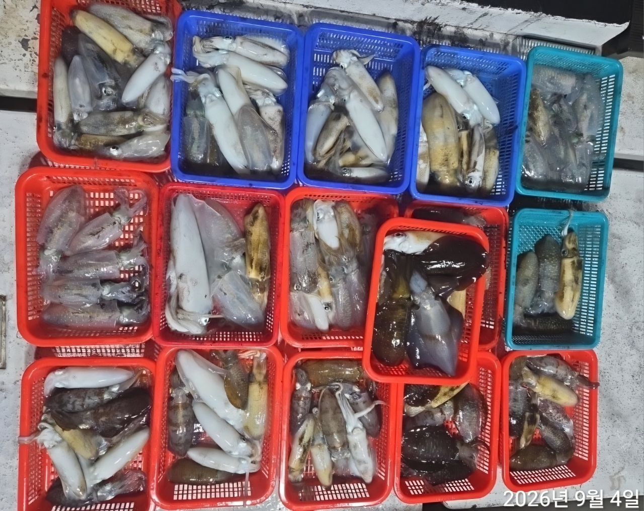 9월 8일 남해 무늬오징어 선상낚시 조황 현장 사진 10